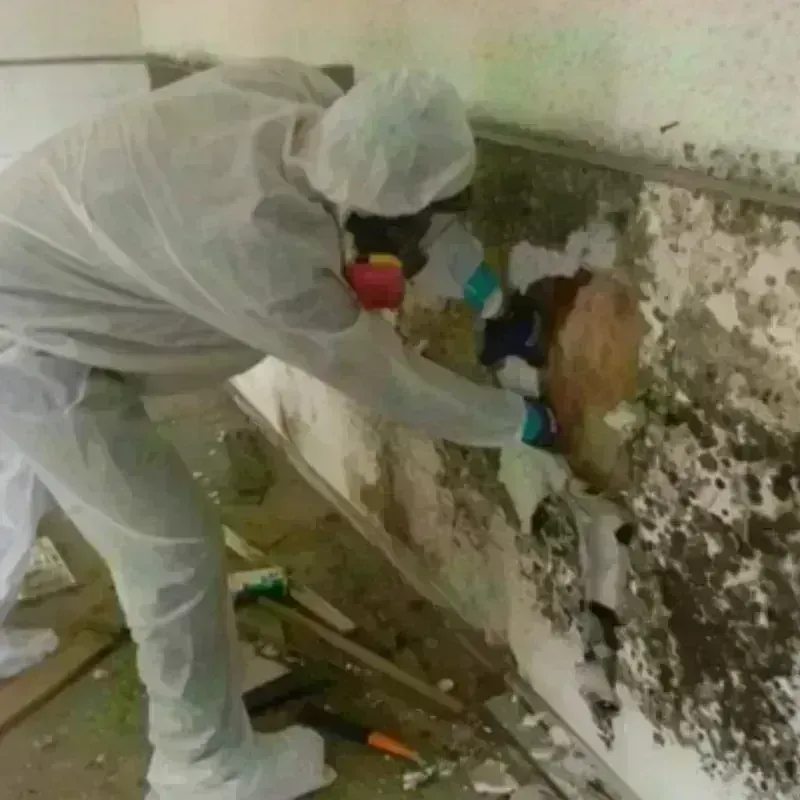 Mold Remediation and Removal in Erath, LA